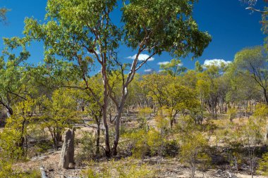 Outback Scenery, Bushland, Queensland, Australia clipart