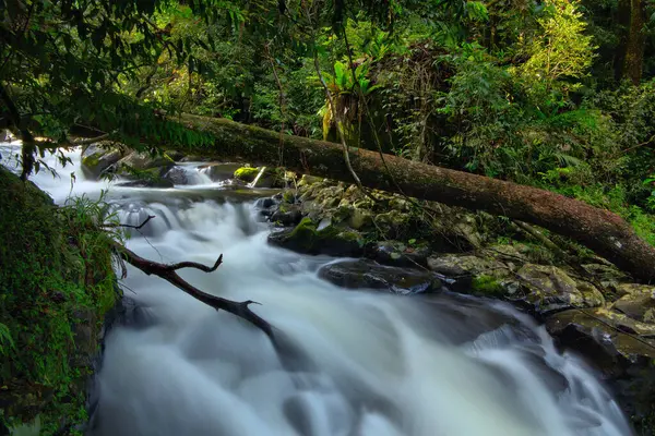 Yağmur ormanı manzarası, Atherton Tabloları, Queensland, Avustralya