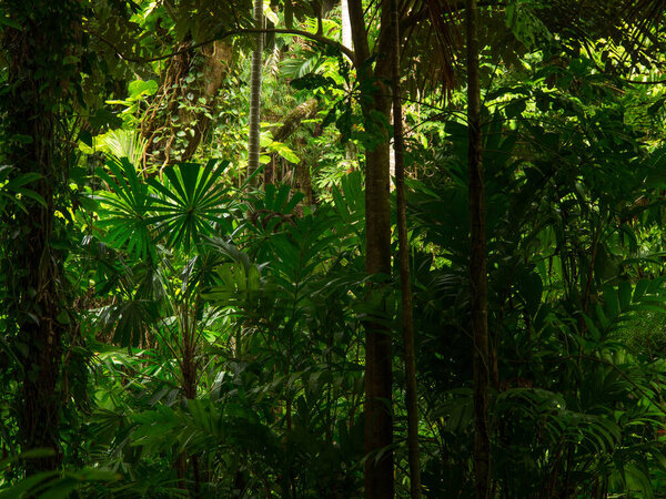 Selva Tropical Queensland Del Norte Australia — Foto de Stock