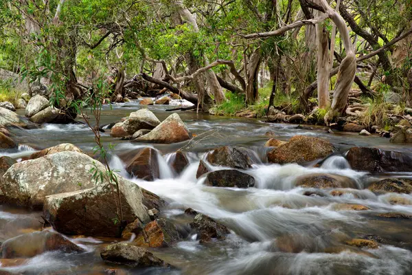 stock image Emerald Creek, Atherton Tablelands, Queensland, Australia