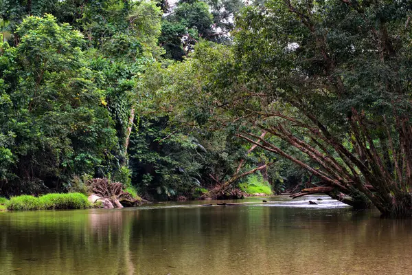 Mossman Nehri, Daintree Ulusal Parkı, Queensland, Avustralya