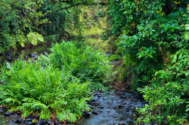 Yağmur Ormanı Deresi, Woonooroonan Ulusal Parkı, Queensland, Avustralya
