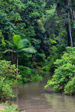 Yağmur Ormanları Deresi, Atherton Tabloları, Queensland, Avustralya