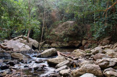 Yağmur Ormanı Deresi, Kuzey Queensland, Avustralya