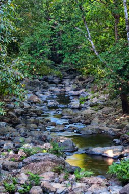 Yağmur Ormanı Deresi, Kuzey Queensland, Avustralya