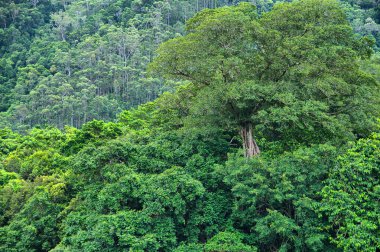 Daintree Nehri 'ndeki manzara, Daintree Ulusal Parkı, Queensland, Avustralya