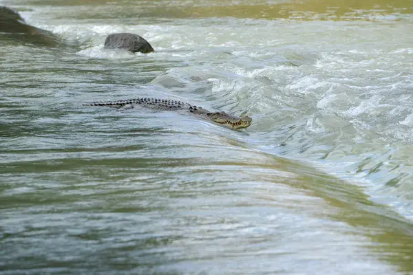 stock image Saltwater Crocodile at Cahill's Crossing, crossing the flooded causeway, Northern Territory, Australia