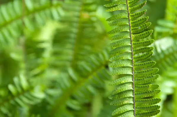 stock image Fern detail in the tropical rainforest of Queensland, Australia