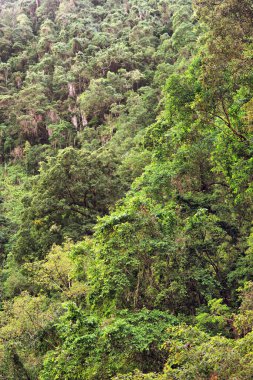 Avustralya 'nın Uzak Kuzey Queensland kentindeki yağmur ormanları geniş ve yoğun bir bitki örtüsü sergiliyor.