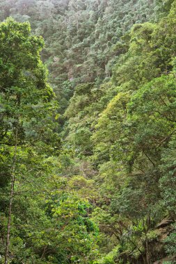 Avustralya 'nın Uzak Kuzey Queensland kentindeki yağmur ormanları geniş ve yoğun bir bitki örtüsü sergiliyor.