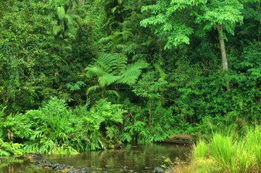 Henrietta Creek, Innisfail yakınlarında, Kuzey Queensland, Avustralya
