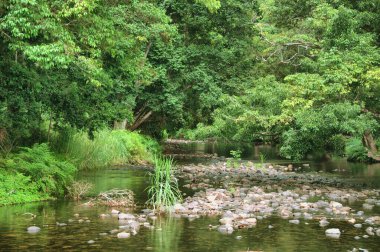 Küçük Mulgrave Nehri Cairns 'in güneyinde, Queensland, Avustralya