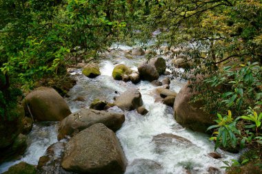 Daintree Ulusal Parkı (Mossman Bölümü), Queensland, Avustralya