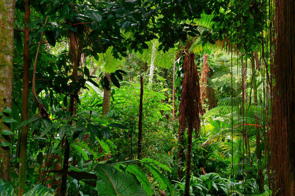 Selva Tropical Cerca Cairns Queensland Del Norte Australia — Foto de Stock
