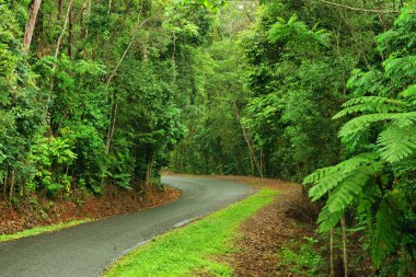 Kuranda, Queensland, Avustralya yakınlarındaki yağmur ormanlarını geziyor.