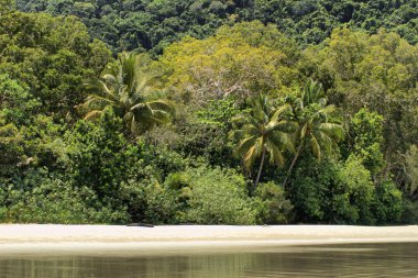 Tropikal yağmur ormanları sahil, Thornton Sahili, Daintree Ulusal Parkı, Queensland, Avustralya                              