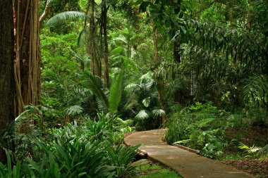 Botanik Bahçesi, Cairns, Queensland, Avustralya