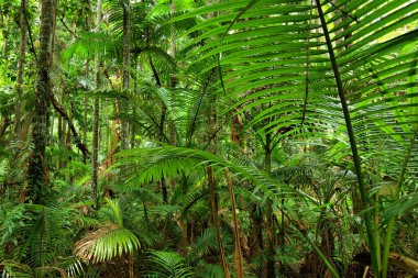 Botanik Bahçesi, Cairns, Queensland, Avustralya