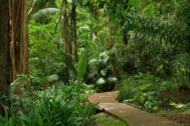 Botanik Bahçesi, Cairns, Queensland, Avustralya