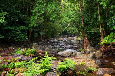 Yağmur Ormanları Deresi, Daintree Bölgesi, Kuzey Queensland, Avustralya