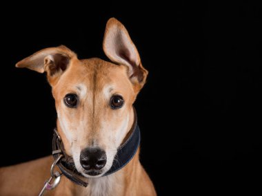 Stüdyo fotoğrafçılığı, Greyhound portresi.
