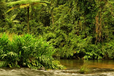 Wooroonooran Ulusal Parkı, Queensland, Avustralya