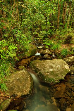Daintree Milli Parkı, queensland, Avustralya