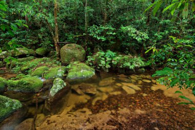 Avustralya 'nın Uzak Kuzey Queensland kentindeki yağmur ormanları geniş ve yoğun bir bitki örtüsü sergiliyor.