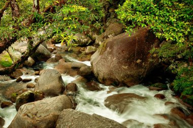 Mossman Gorge, Daintree Ulusal Parkı, Queensland, Avustralya