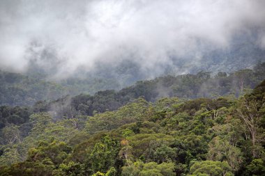 Morris Gölü 'nde buharlı yağmur ormanı, Cairns, Queensland, Avustralya yakınlarında.