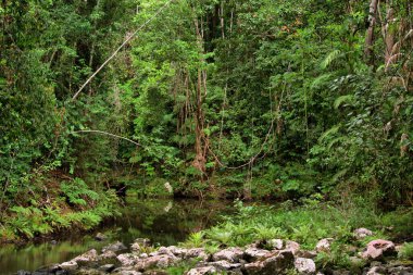 Kuzey Queensland, Avustralya 'da dereli yağmur ormanı manzarası