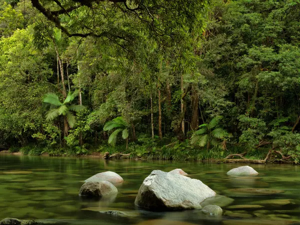 stock image rainforest canopy in Far North Queensland, Australia, showcases a lush and dense cover of diverse flora