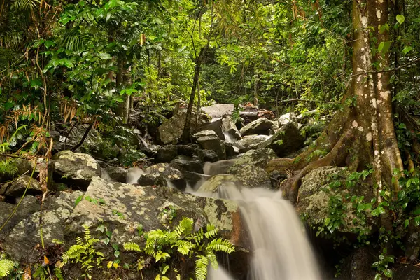 Barron Vadisi Ulusal Parkı, Cairns, Queensland 'da küçük bir şelale.