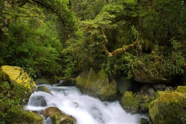 Milford Sound yakınlarındaki yağmur ormanı, Güney Adası, Yeni Zelanda