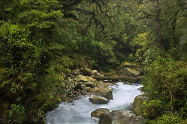 Milford Sound yakınlarındaki yağmur ormanı, Güney Adası, Yeni Zelanda