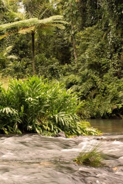 Kuzey Queensland, Avustralya 'daki Henrietta Creek yağmur ormanı manzarası