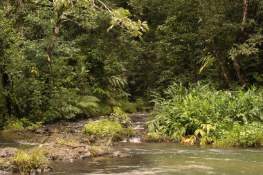 Kuzey Queensland, Avustralya 'daki Henrietta Creek yağmur ormanı manzarası