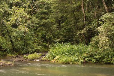 Kuzey Queensland, Avustralya 'daki Henrietta Creek yağmur ormanı manzarası