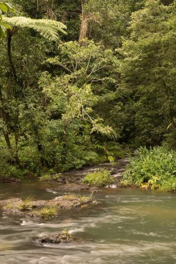 Kuzey Queensland, Avustralya 'daki Henrietta Creek yağmur ormanı manzarası