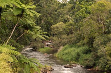 Kuzey Queensland, Avustralya 'da dereli Beatrice Nehri yağmur ormanları