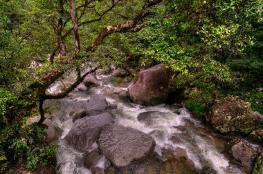 Mossman Gorge, Daintree Ulusal Parkı, Queensland, Avustralya