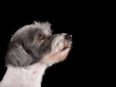 Küçük bir köpeğin stüdyo portresi.