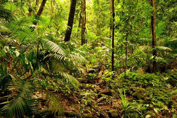 stock image rainforest at Mossman Gorge, Daintree National Park, Queensland, Australia