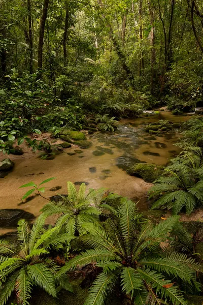 Mount Lewis Ulusal Parkı, Julatten, Queensland, Avustralya