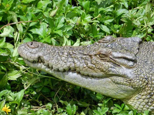 Tuzlu su timsahı, Queensland, Avustralya                               