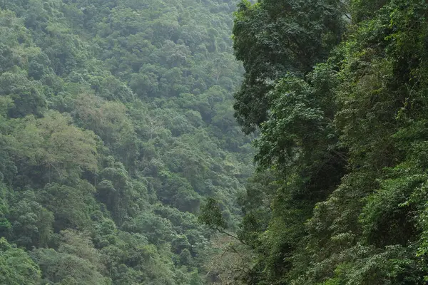 Kuzey Queensland, Avustralya 'daki yağmur ormanı vadisi.