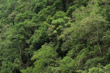 Yağmur ormanları, Kuzey Queensland, Avustralya