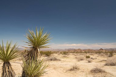 Joshua Tree Ulusal Parkı, Kaliforniya, ABD