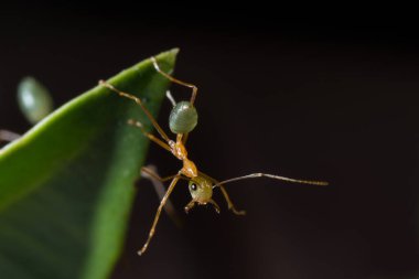 Avustralya, FNQ 'daki yeşil karıncalara yakın çekim yaparak canlı yeşil vücutlarını ve karmaşık detaylarını vurguluyorlar. Bu ayrıntılı görünüm bölgenin eşsiz yaban hayatı ve biyolojik çeşitliliğini gözler önüne seriyor