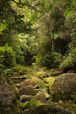 Mount Lewis Ulusal Parkı, Julatten, Queensland, Avustralya